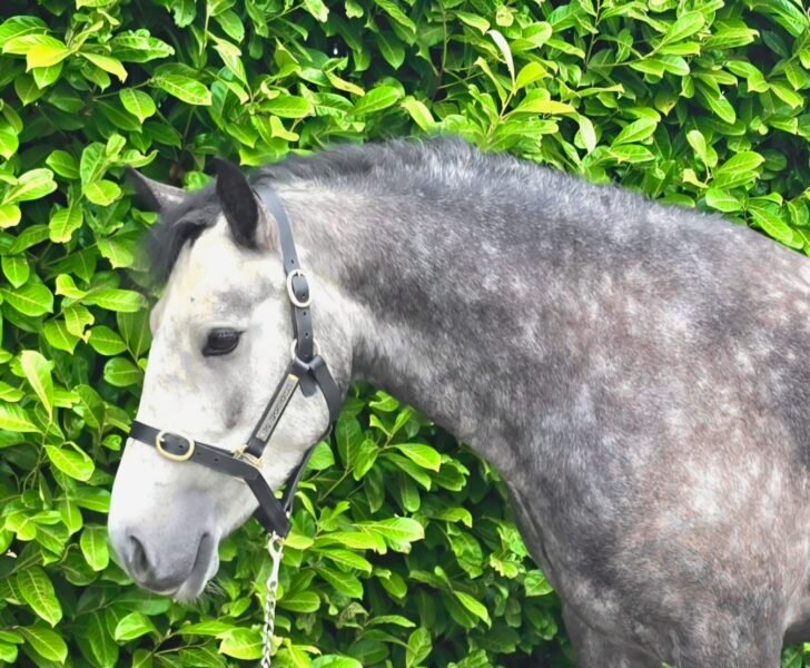 148cm connemara gelding