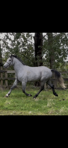 4yo Connemara gelding