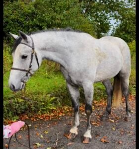 4yo Connemara gelding