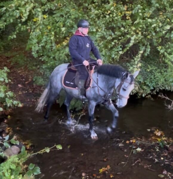 4yo Connemara gelding