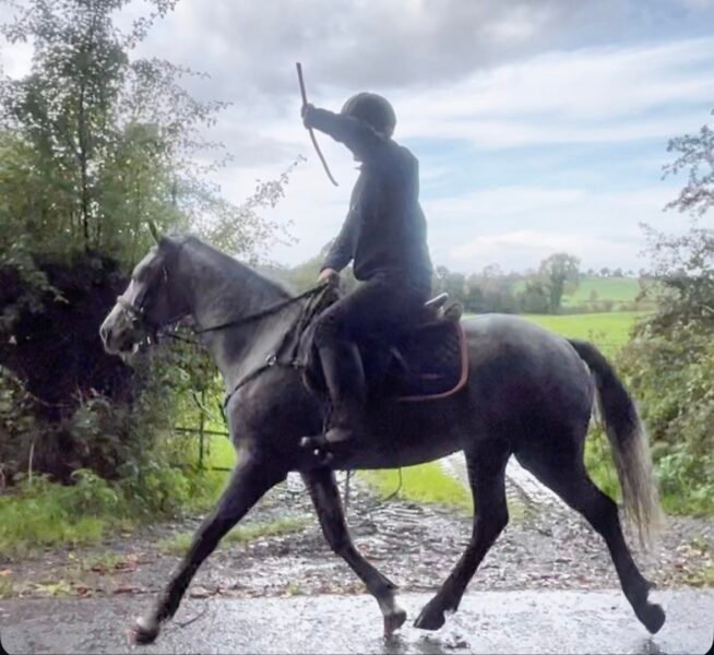4yo Connemara gelding