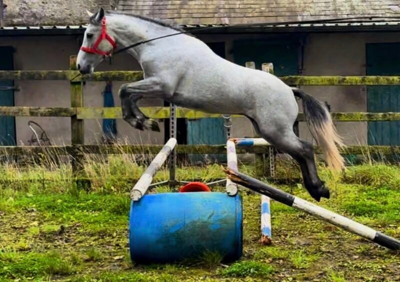 4yo Connemara gelding