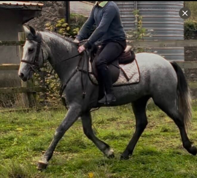 4yo Connemara gelding