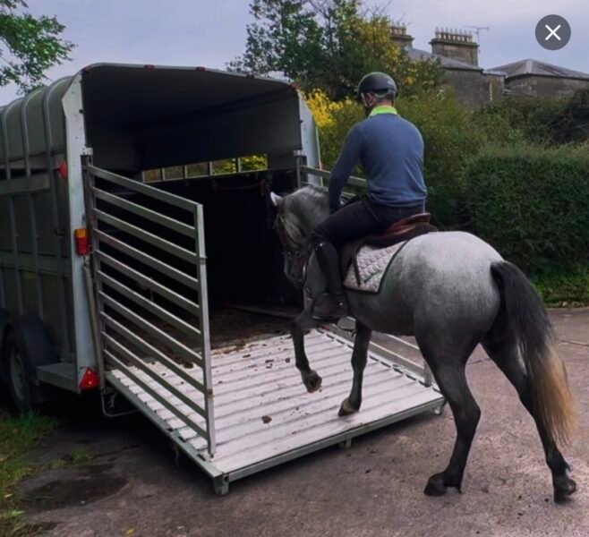4yo Connemara gelding
