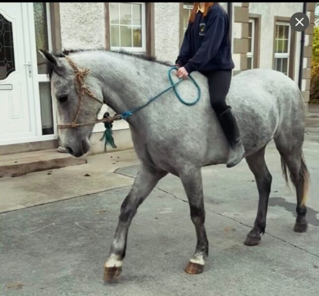 4yo Connemara gelding