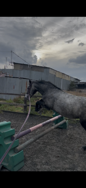 🍀 PADDY 🍀 14.2hh | 5yrs | Registered Connemara Gelding | N/HWSD