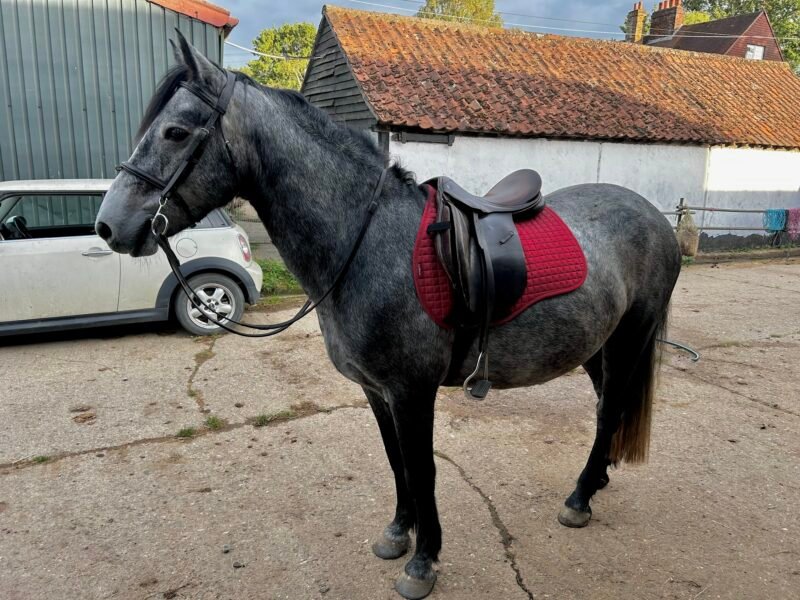 🍀 PADDY 🍀 14.2hh | 5yrs | Registered Connemara Gelding | N/HWSD