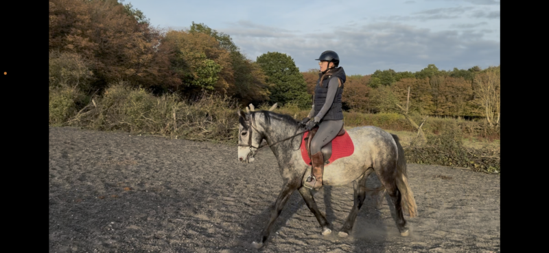 🍀 PADDY 🍀 14.2hh | 5yrs | Registered Connemara Gelding | N/HWSD