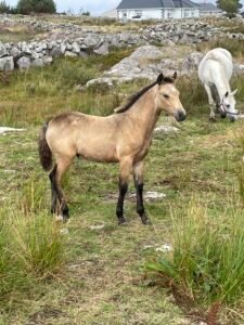Colt Foal for a new home