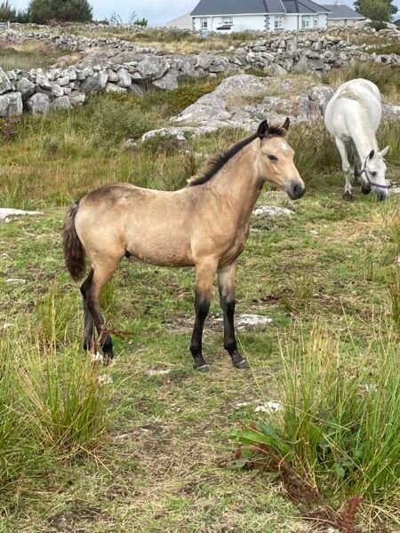Colt Foal for a new home