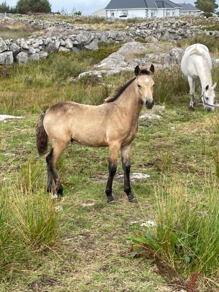 Colt Foal for a new home