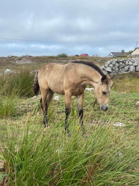 Colt Foal for a new home