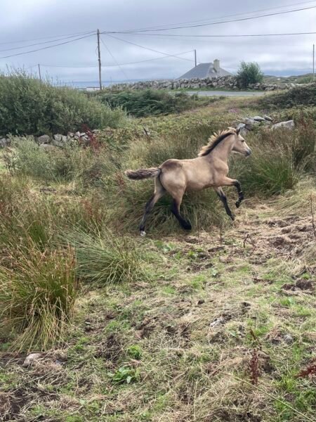 Colt Foal for a new home