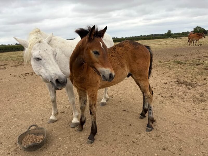 Paddington – Connemara Colt Foal