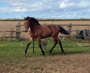 Paddington – Connemara Colt Foal