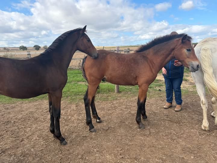 Paddington – Connemara Colt Foal