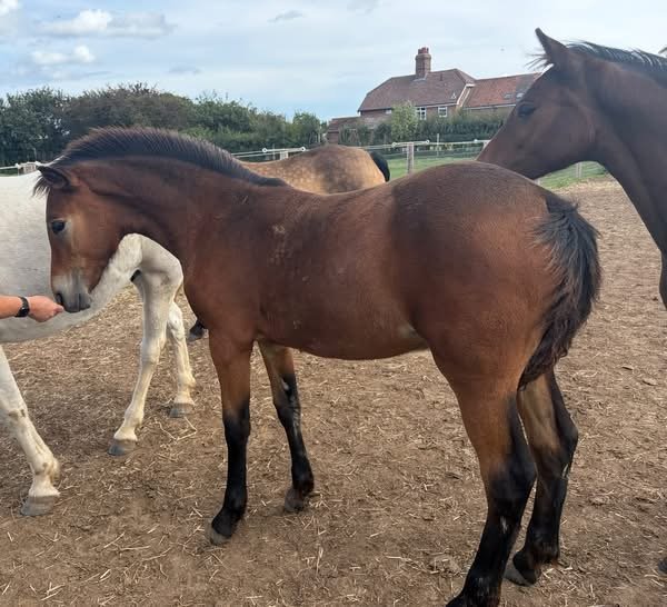 Paddington – Connemara Colt Foal