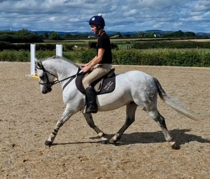 Talented 7 yr old 13.2hh gelding