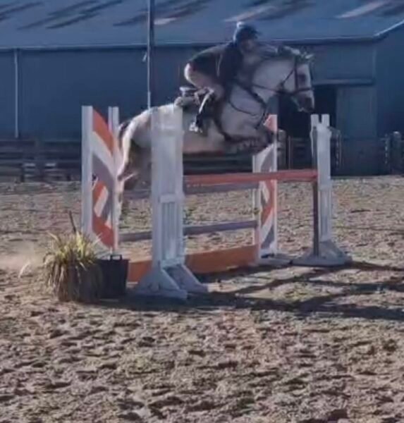 Talented 7 yr old 13.2hh gelding