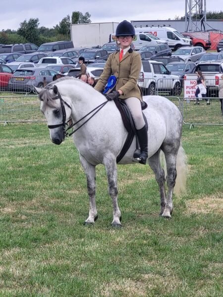 Talented 7 yr old 13.2hh gelding
