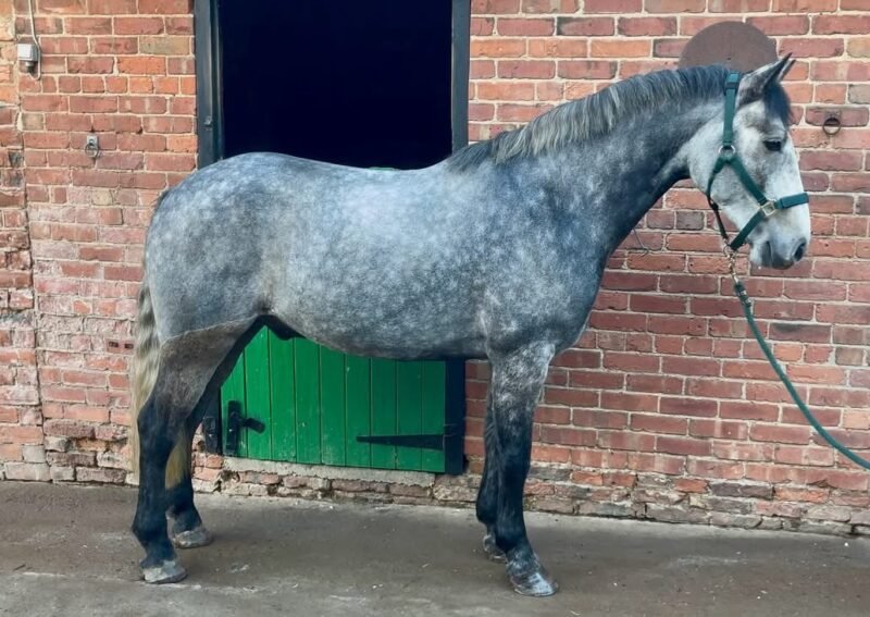 Haggis - 5yr old Overheight Gelding