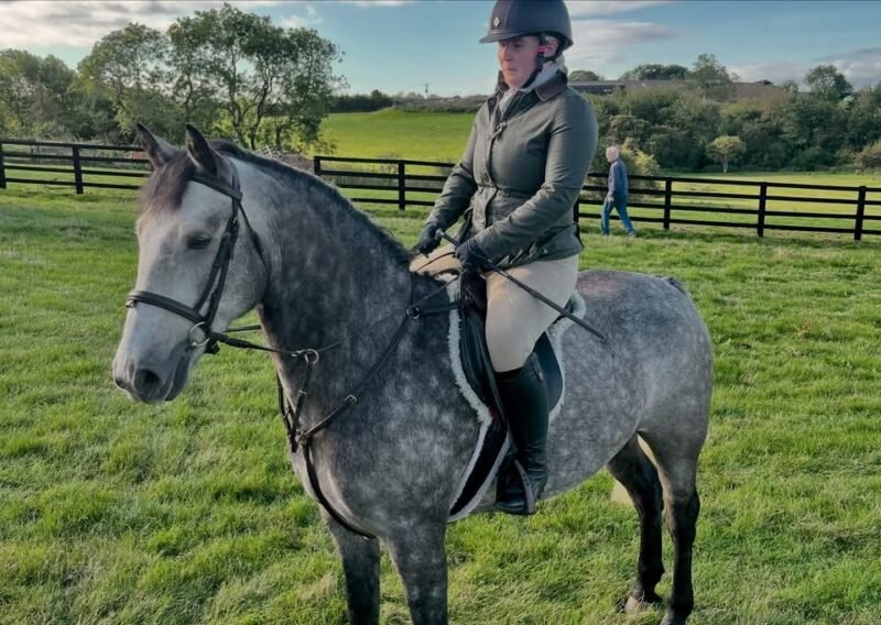 Haggis - 5yr old Overheight Gelding