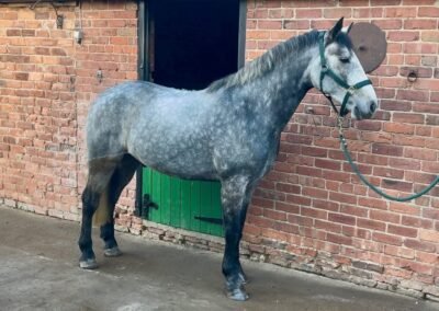 Haggis - 5yr old Overheight Gelding