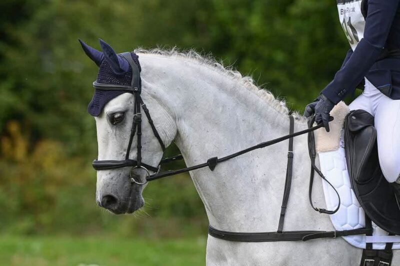 Romeo - I Love You Melody Schoolmaster