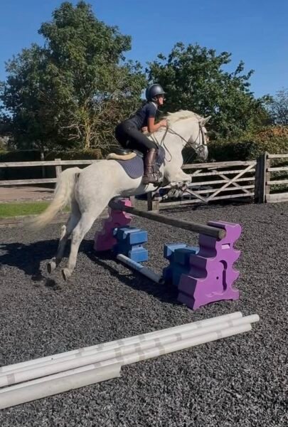 Super 14.2hh Pony Club Allrounder