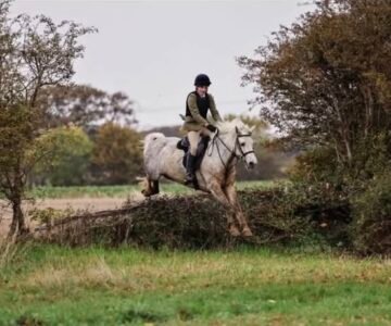 Super 14.2hh Pony Club Allrounder