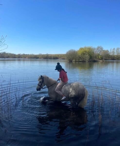 Super 14.2hh Pony Club Allrounder