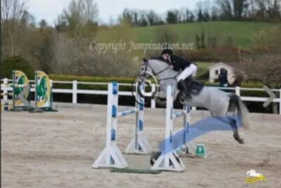 148 showjumping Connemara by Silver Shadow