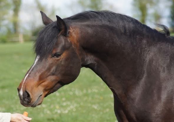 Goureemore Diamond – Class 1 Connemara Stallion at Stud