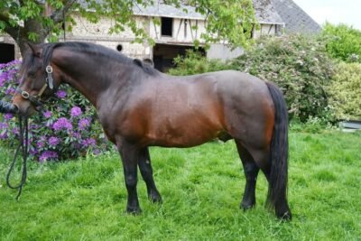 Goureemore Diamond – Class 1 Connemara Stallion at Stud