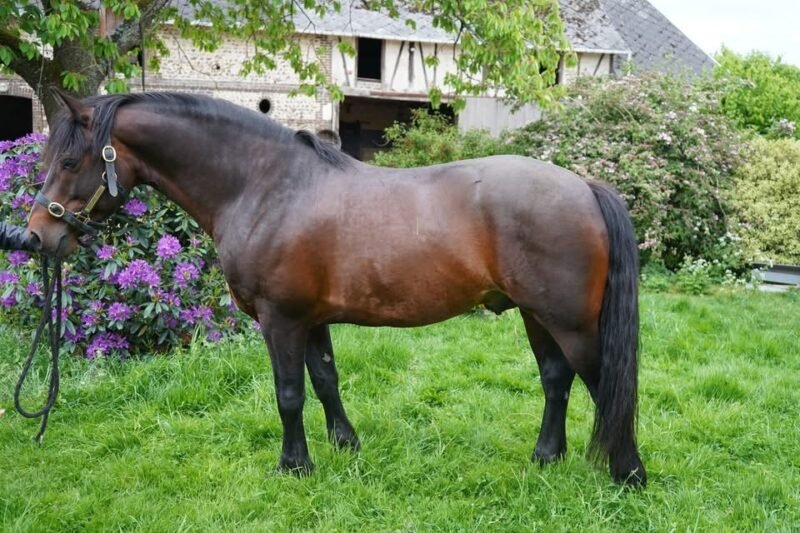 Goureemore Diamond – Class 1 Connemara Stallion at Stud