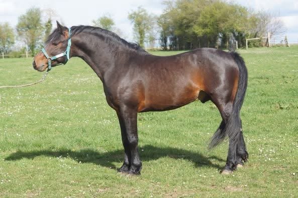 Goureemore Diamond – Class 1 Connemara Stallion at Stud