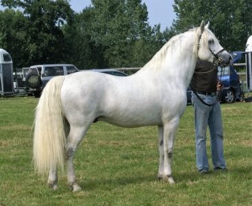Pady Mélody d’Auxence - Connemara Stallion at Stud