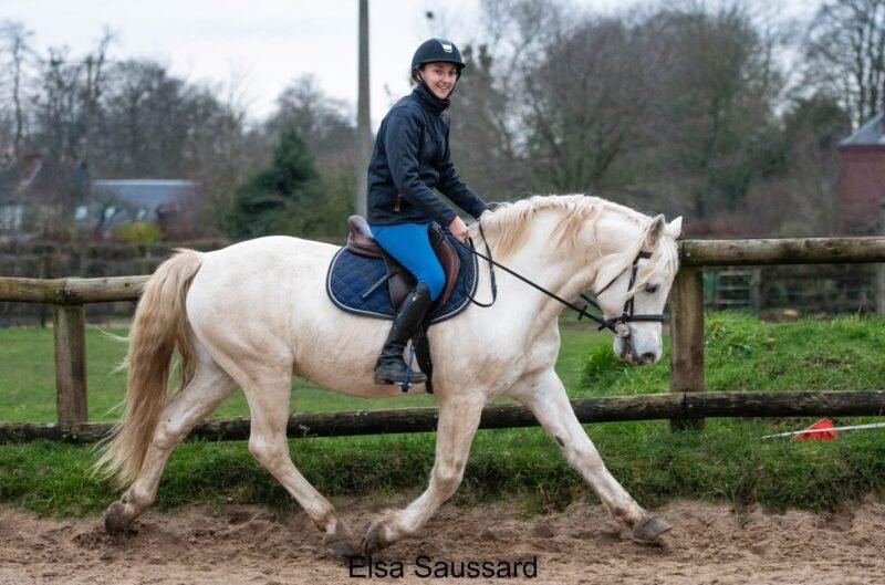 Pady Mélody d’Auxence - Connemara Stallion at Stud