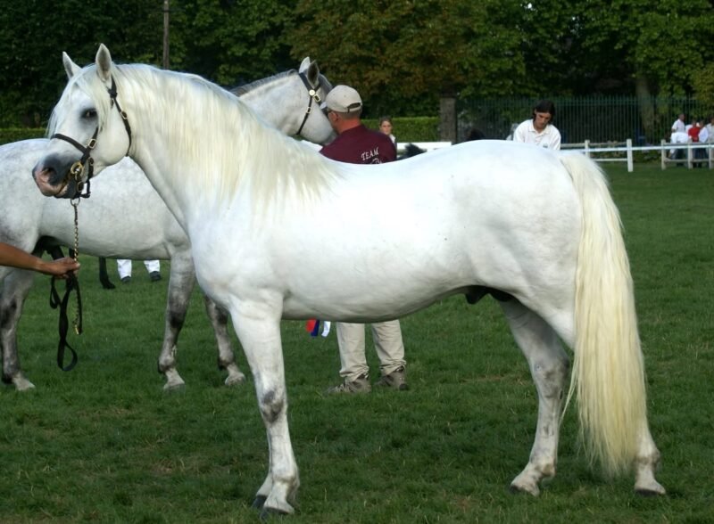 Pady Mélody d’Auxence - Connemara Stallion at Stud