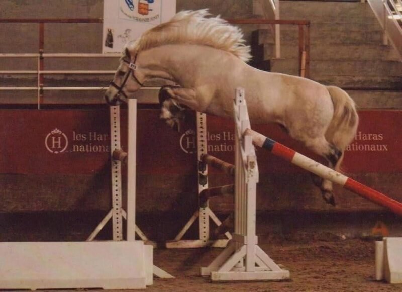 Pady Mélody d’Auxence - Connemara Stallion at Stud