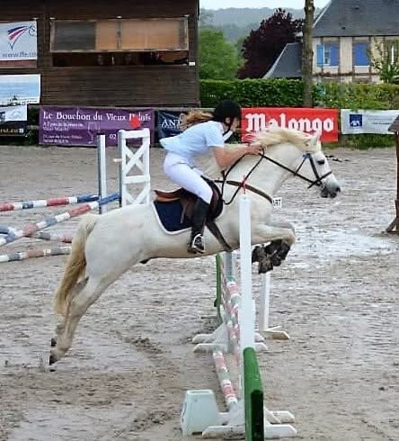 Pady Mélody d’Auxence - Connemara Stallion at Stud