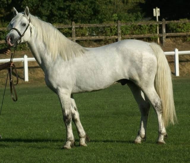 Pady Mélody d’Auxence - Connemara Stallion at Stud