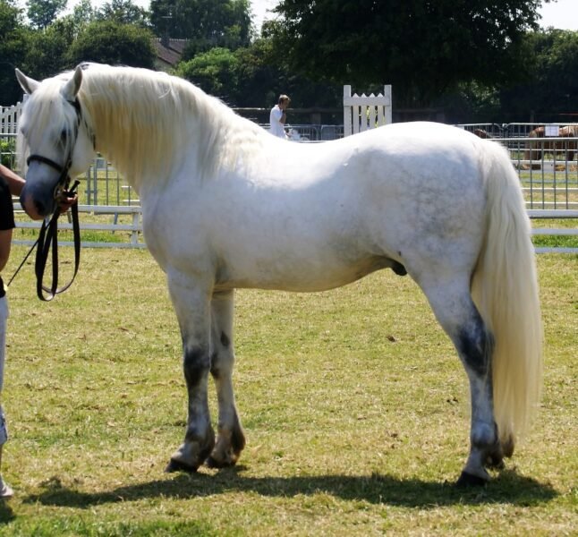 Pady Mélody d’Auxence - Connemara Stallion at Stud