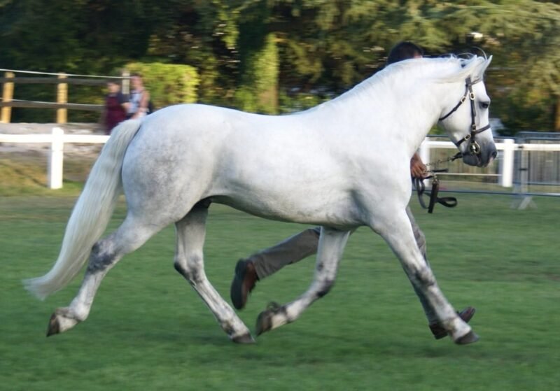 Pady Mélody d’Auxence - Connemara Stallion at Stud