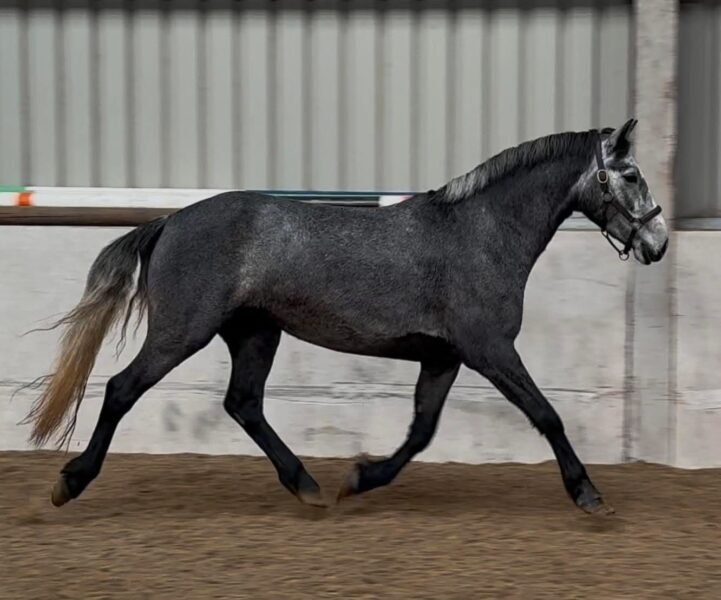 Super 148cm - top performance/WHP potential