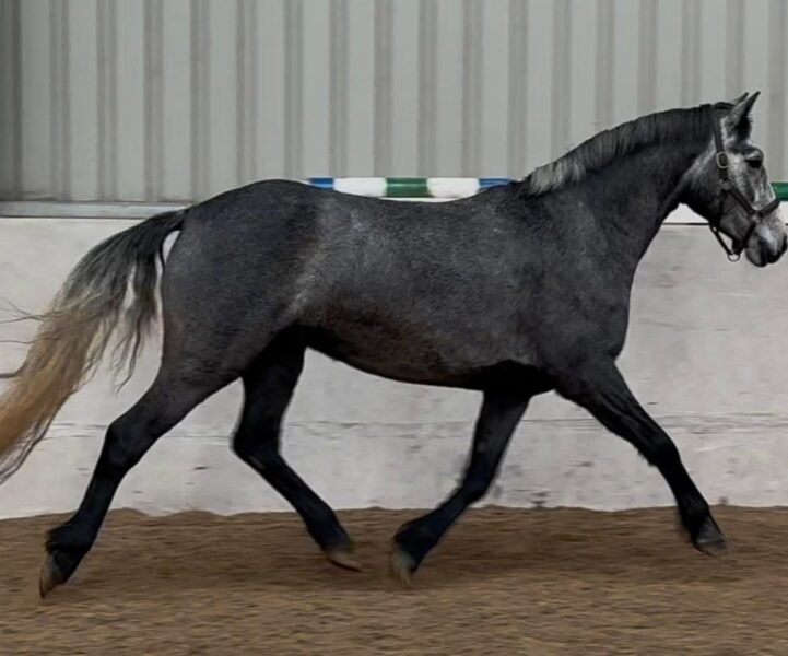 Super 148cm - top performance/WHP potential