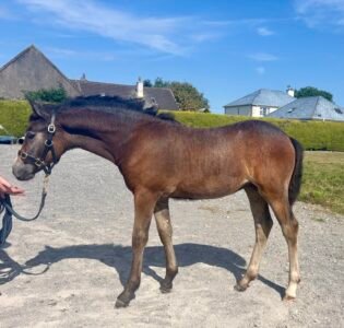 Gwennic Connemara filly foal