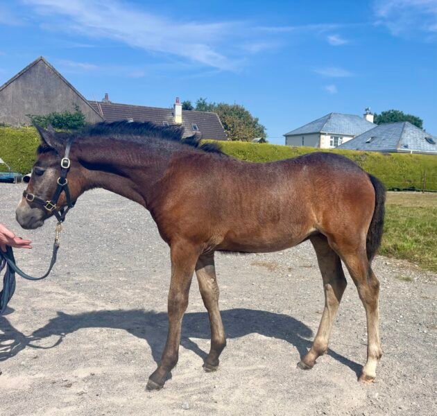 Gwennic Connemara filly foal