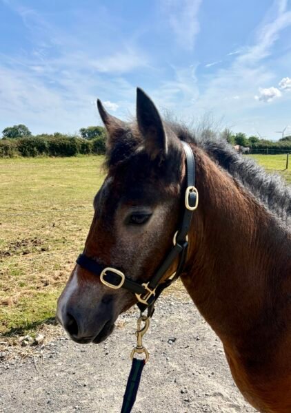 Gwennic Connemara filly foal