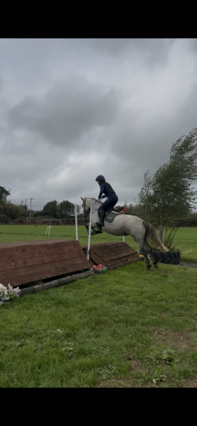 Beautiful 14.1h Connemara Pony